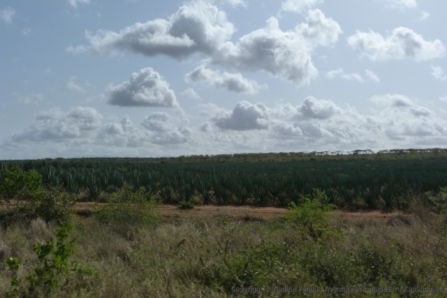 Des plantation de sisal bordent la route vers Mombasa