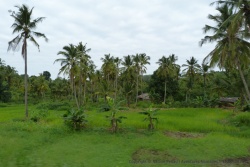 Cocotiers, bananiers et autres cultures de subsistance dans les villages