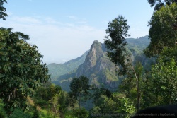 Trés verdoyante montagne des Usambaras