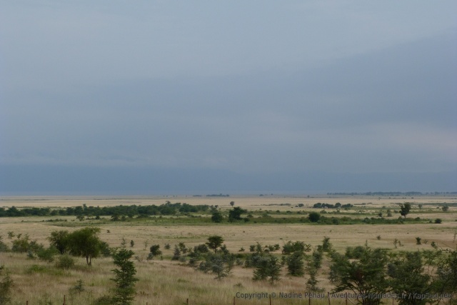 C'est maintenant des paysages caractéristiques de la steppe Masai que nous contemplons
