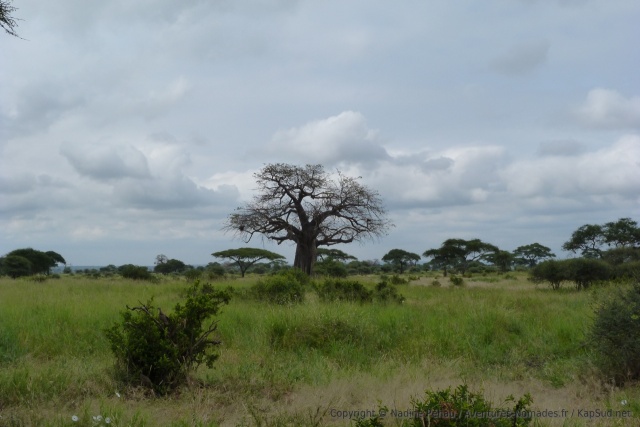 Un magnifique baobab trône au coeur de la savane