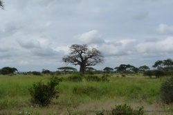 Un magnifique baobab trône au coeur de la savane