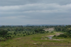 Un panorama typique du Tarangire
