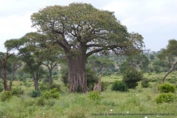 Ce baobab est tellement immense que même la girafe semble toute petite