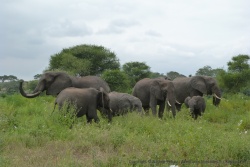 Nos premiers éléphants d'une longue série