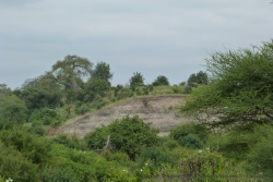 Les collines sont couvertes de baobabs et d'éléphants
