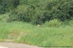 Un jeune lion se cache dans les fourrés dés qu'il nous aperçoit