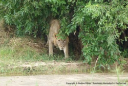 Le lion est méfiant et pas des plus rassurés