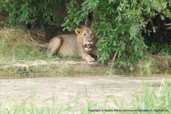 Filalement, le jeune lion décide de s'installer à l'abri pour mieux nous observer