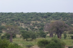 Eparpillé parmi la végétation, un troupeau de buffles