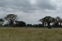 De beaux baobabs dans la savane aux herbes blondes