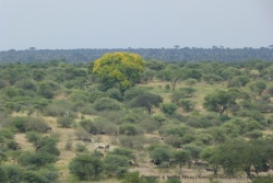 Les buffles semblent apprécier la forêt, certains sont couchés tandis que d'autres broutent l'herbe