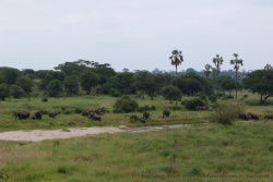 Un troupeau conséquent d'éléphants assure le spectacle
