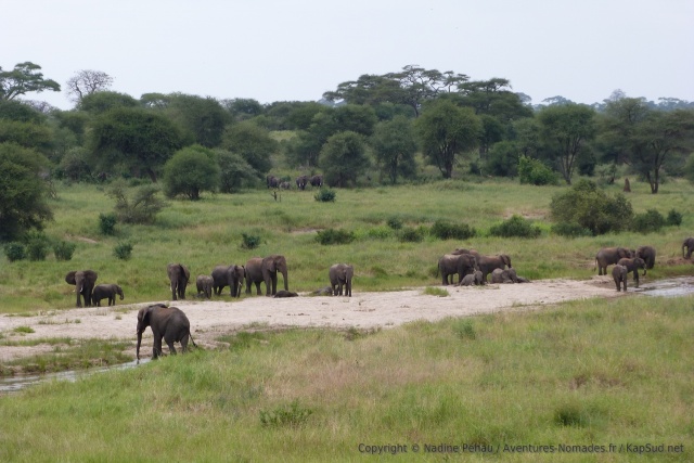 Ca doit être un endroit très apprécié des pachydermes car il en sort de partout