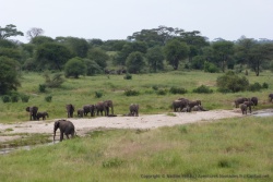 Ca doit être un endroit très apprécié des pachydermes car il en sort de partout