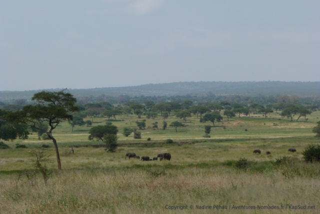 On n'est plus à la rivière et pourtant on rencontre de nouveau des éléphants