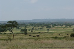 On n'est plus à la rivière et pourtant on rencontre de nouveau des éléphants