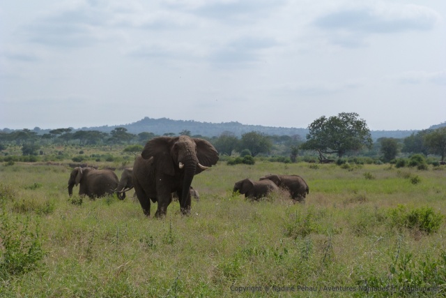 Un éléphant ne semble pas apprécier notre présence