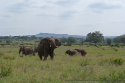 Un éléphant ne semble pas apprécier notre présence