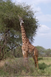 Tendus au maximum, la girafe tente d'atteindre ses feuilles préferrées