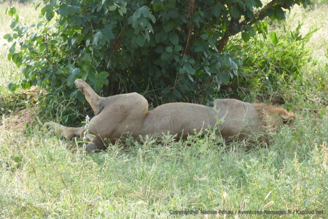 Tel un gros chat, le lion aime paresser à loisirs