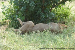 Tel un gros chat, le lion aime paresser à loisirs