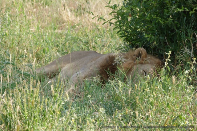 Ce lion est à fond dans sa sieste