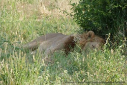 Ce lion est à fond dans sa sieste