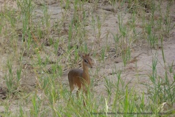 Un petit dik-dik, une minuscule antilope des bois