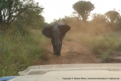 Cet éléphant nous fait une belle charge d'intimidation