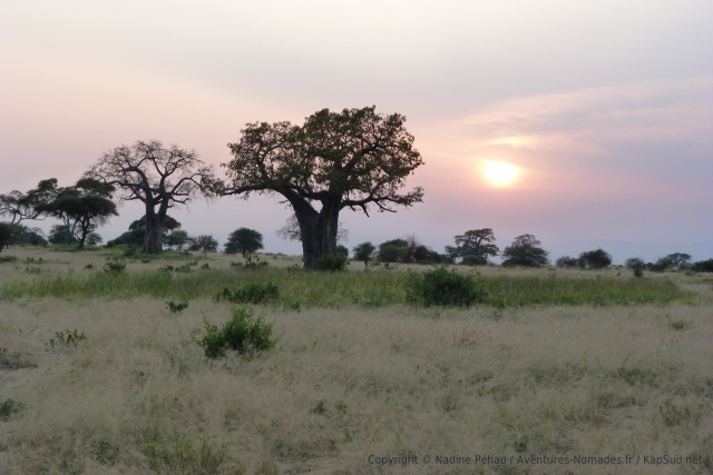 Les paysages du tarangire sont superbes, en particulier quand le soleil va se coucher