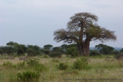 Un baobab majestueux domine les alentours