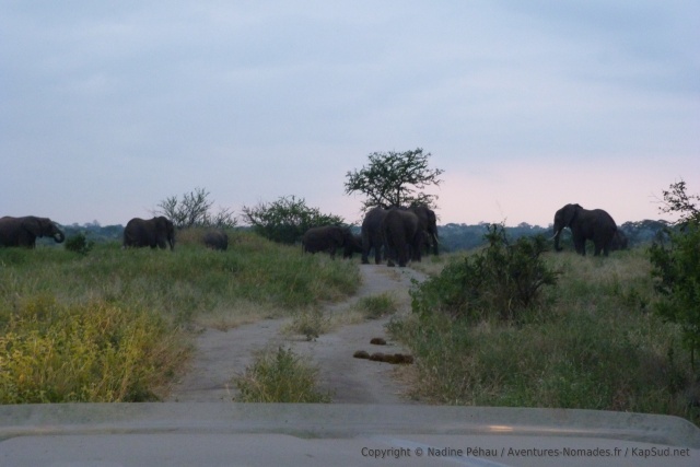 Comme souvent dans ce parc, les éléphants nous barrent le chemin