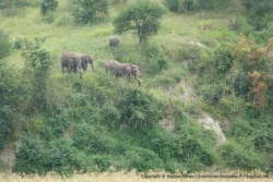 Les éléphants descendent les collines pour retrouver la rivière