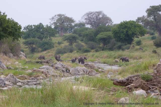 La rivière est littéralement encombrée déléphants