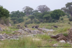 La rivière est littéralement encombrée déléphants