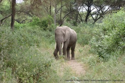 Tous les éléphants ne sont dons pas au Tarangire !