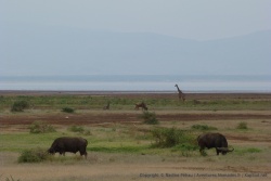 Buffles, gnous et girafes dans le même coin