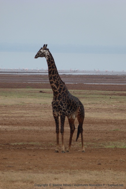 Une belle girafe trés foncée