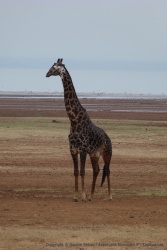 Une belle girafe trés foncée