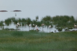Un petit groupe de flamants roses a défaut de voir de grandes colonies