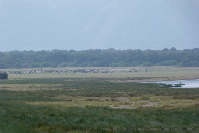 La piste passe soin des berges du lac, du coup on voit les animaux de très loin