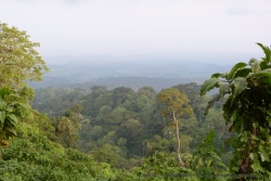 Les flancs extérieurs du cratère de Ngorongoro sont couverts par une végétation luxuriante