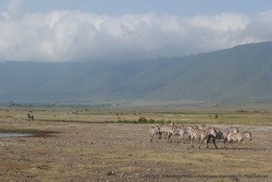 D'entrée le cratère de Ngorongoro tient toutes ses promesses avec des animaux absolument partout