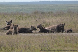 Le clan protège les petits cachés dans la tannière