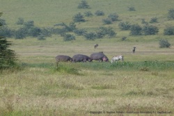 Marrant de voir des hippopotames en train de brouter avec des zèbres