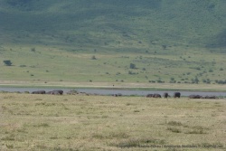 Tous les hippopotames sont de sortie, ce n'est pas un spectacle courant