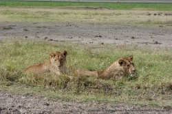 Voici l'objet de tant de fébrilité chez les herbivores alentours, deux lions au bord de la piste