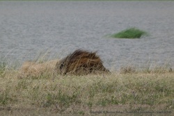 Un beau lion mâle en plaine sieste
