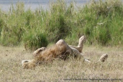 Lion en pleine extase !